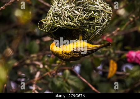 Village Weaver Ploceus cucullatus 8897 Banque D'Images