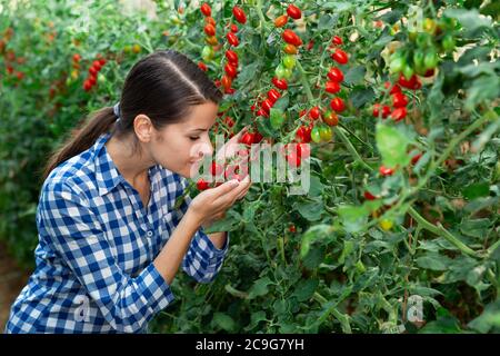 Bonne jeune agricultrice appréciant l'odeur de tomates mûres de raisin croissant en serre Banque D'Images