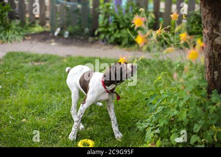 German Shorthaéred pointeur chiot dehors pendant le printemps Banque D'Images