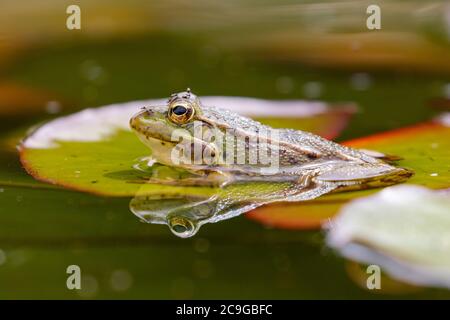 Grenouille verte ibérique (Pélophylax perezi), parmi les palandes. Mise au point sélective. Espagne Banque D'Images