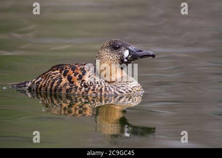 Un canard à dos blanc nageant dans un étang. Banque D'Images