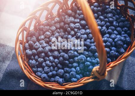 Dans un panier en osier, qui se trouve sur un écossais de laine, se trouve beaucoup de bleuets bleus mûrs, illuminés par le soleil. Récolte. Pique-nique. Banque D'Images