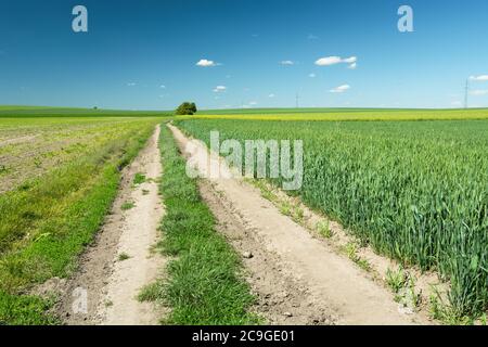 Une longue route de campagne à travers les champs avec grain, horizon et ciel bleu, paysage rural d'été Banque D'Images