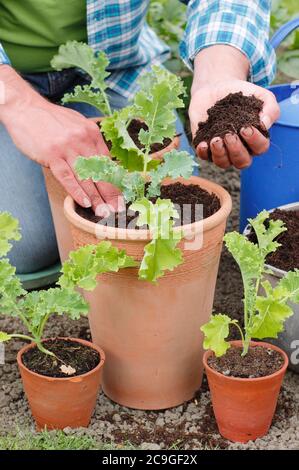 Brassica oleracea 'vert nain'. Plantation de semis de chou vert curly dans des pots. Banque D'Images