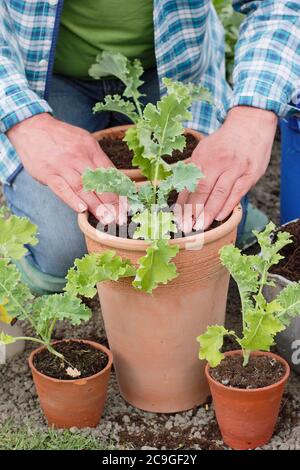 Brassica oleracea 'vert nain'. Plantation de semis de chou vert curly dans des pots. Banque D'Images