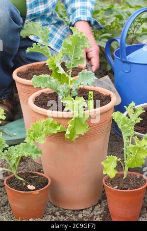 Brassica oleracea 'vert nain'. Plantation de semis de chou vert curly dans des pots. Banque D'Images