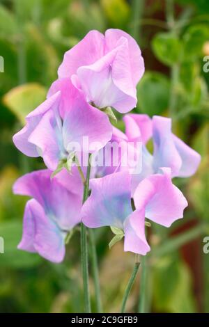 Lathyrus odoratus x Hammettii Turquoise Lagoon'. Les petits pois « turquoise Lagoon » changent de mauve à turquoise à mesure qu'ils vieillissent. Banque D'Images