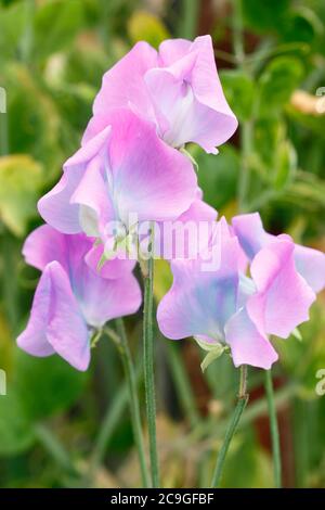 Lathyrus odoratus x Hammettii Turquoise Lagoon'. Les petits pois « turquoise Lagoon » changent de mauve à turquoise à mesure qu'ils vieillissent. Banque D'Images