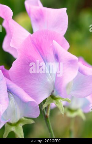 Lathyrus odoratus x Hammettii Turquoise Lagoon'. Les petits pois « turquoise Lagoon » changent de mauve à turquoise à mesure qu'ils vieillissent. Banque D'Images