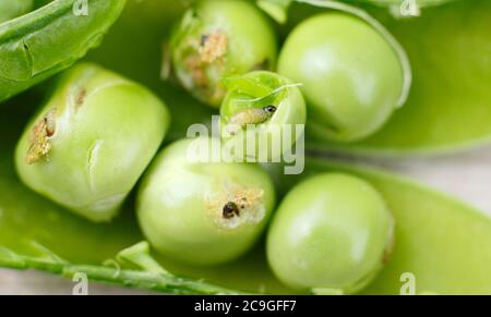 Cydia nigricana larves et frass. Larves de la papule de pois dans la gousse avec excréments et dommages visibles aux pois du jardin. ROYAUME-UNI Banque D'Images