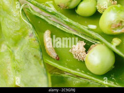 Cydia nigricana larves et frass. Larves de la papule de pois dans la gousse avec excréments et dommages visibles aux pois du jardin. ROYAUME-UNI Banque D'Images