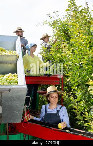 Groupe d'agriculteurs cueillant des pommes mûres, travaillant sur une plate-forme de récolte moderne dans le verger de fruits Banque D'Images