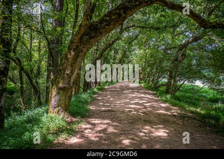 Vide mystérieux chemin à travers les arbres qui entourent le sentier dans les terres boisées avec la lumière du soleil tourrant à travers l'ombre lors d'une journée ensoleillée à l'intérieur Banque D'Images