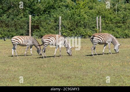 Zèbre des plaines, également connu sous le nom de zèbre commun (Equus quagga). Trois zèbres paître au zoo de Marwell, Royaume-Uni Banque D'Images