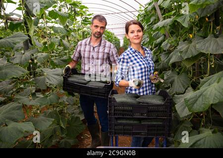 Une famille agricole prospère s'est engagée dans la culture de légumes biologiques dans la serre, récoltant la récolte de concombres au printemps Banque D'Images