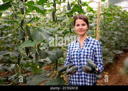 Femme paysanne réussie engagée dans les concombres biologiques croissant en serre, montrant une bonne récolte de légumes Banque D'Images