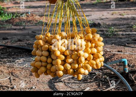 Bouquet de fruits frais de la date jaune accroché sur le palmier de fruits de la date dans le jardin. Banque D'Images