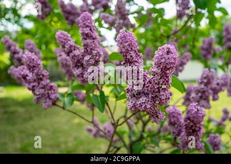 Gros plan de la branche de printemps de lilas en fleur dans un jardin Banque D'Images