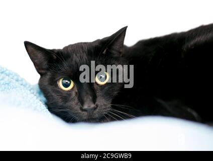 Un chat de shorthair noir timide avec des pupilles dilatées et une expression nerveuse Banque D'Images