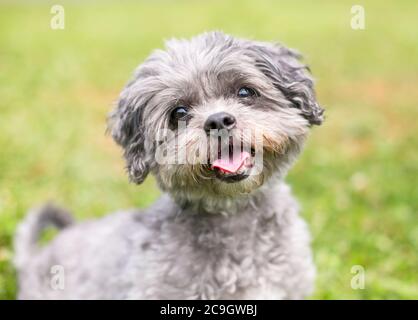 Un mignon chien Shih Tzu x Poodle mixte assis à l'extérieur avec une expression heureuse Banque D'Images