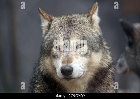 Le visage d'un loup gris (Canis lupus). Aussi connu sous le nom de Loup du bois, il est largement répandu en Amérique du Nord et en Asie. Banque D'Images