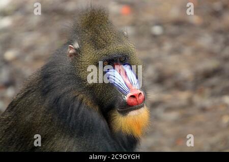 Gros plan d'un Mandrill (Mandrillus sphinx) Banque D'Images