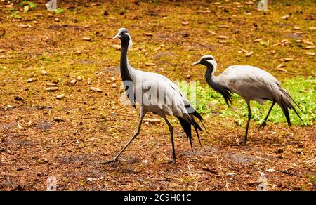 Vue de deux grues demoiselle, Anthropoides virgo, la plus petite espèce de la famille des grues, Gruidae Banque D'Images