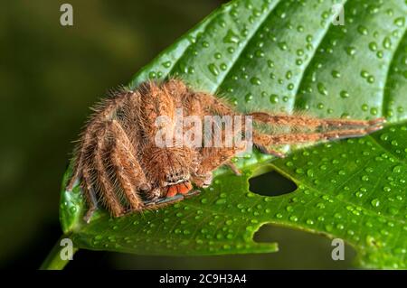 Spider weaver Heteropoda davidbowie, famille des araignées Huntsman (Sparassidae), parc national Gunung Mulu, classé au patrimoine mondial de l'UNESCO, Sarawak, Bornéo Banque D'Images