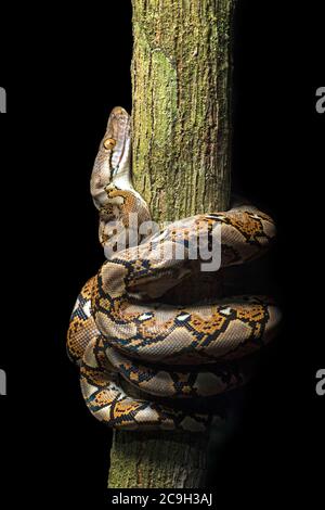 Python réticulé (Malayopython reticulatus), zone de conservation de la vallée du Danum, Sabah, Bornéo, Malaisie Banque D'Images