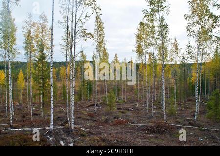 Nature dans la région de Kainuu, Finlande Banque D'Images