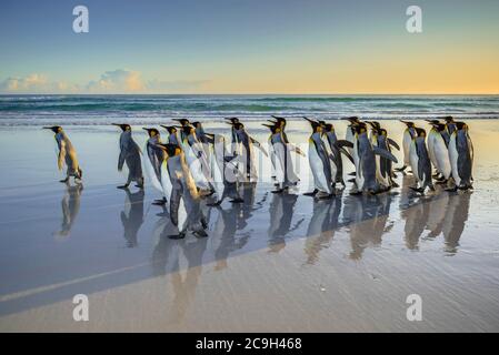 Pingouins roi (Aptenodytes patagonicus), le groupe court sur la plage, Volunteer point, îles Falkland Banque D'Images