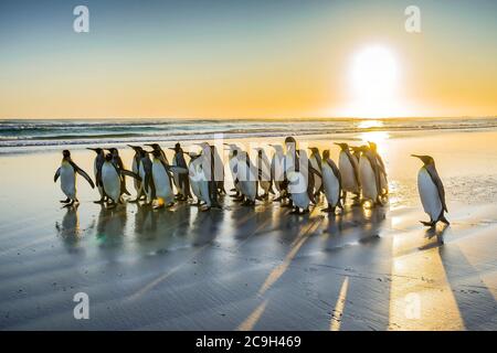 Pingouins roi (Aptenodytes patagonicus), groupe sur la plage au lever du soleil, Volunteer point, îles Falkland Banque D'Images