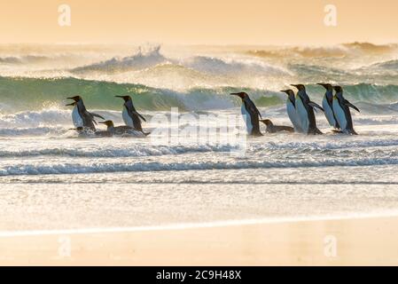 Penguins royaux (Aptenodytes patagonicus), Resort de groupe sur la plage, Volunteer point, îles Falkland Banque D'Images