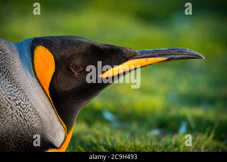 Pingouin royal (Aptenodytes patagonicus) dans un pré, portrait, Volunteer point, îles Falkland Banque D'Images
