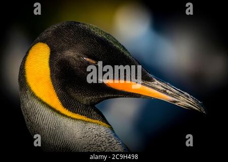 Pingouin royal (Aptenodytes patagonicus), portrait, Volunteer point, îles Falkland Banque D'Images
