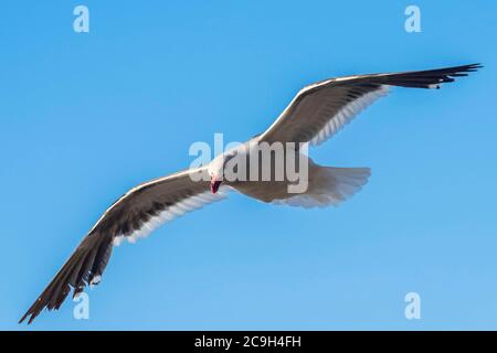 Goéland à bec rouge (Larus scoresbii), en vol, île de Saunders, îles Falkland, Royaume-Uni Banque D'Images