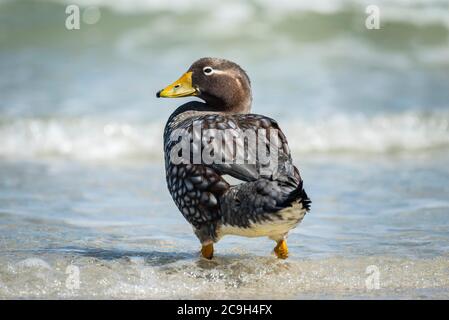 Falkland Steamer Duck (Tachyeres brachypterus) va dans l'eau, femelle, le cou, l'île de Saunders, îles Falkland, Grande-Bretagne, Amérique du Sud Banque D'Images