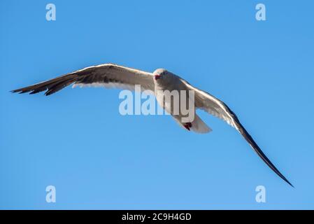 Goéland à bec rouge (Larus scoresbii), en vol, île de Saunders, îles Falkland, Royaume-Uni Banque D'Images