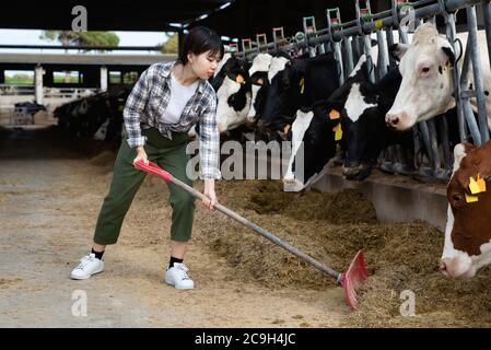 Jeune femme chinoise joyeuse travaillant dans une ferme laitière, nourrissant des vaches avec du foin en plein air Banque D'Images