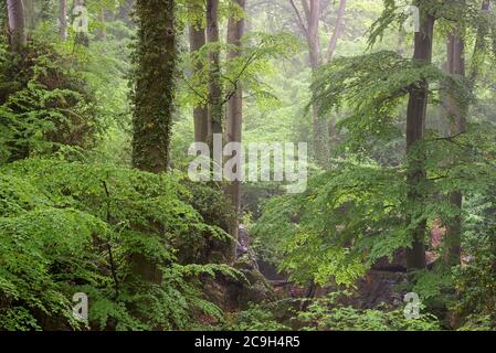 Paysage rocheux accidenté, forêt à feuilles caduques avec des sangsues communes (Fagus sylvatica) en bruine et brouillard, réserve naturelle de felsenmeer, Hemer, Nord Banque D'Images