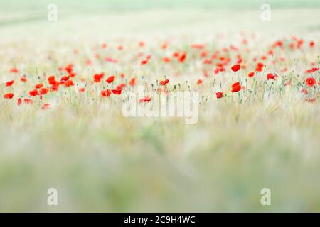 Les Coquelicots (Papaver rhoeas) dans un champ de maïs, en Rhénanie du Nord-Westphalie, Allemagne Banque D'Images