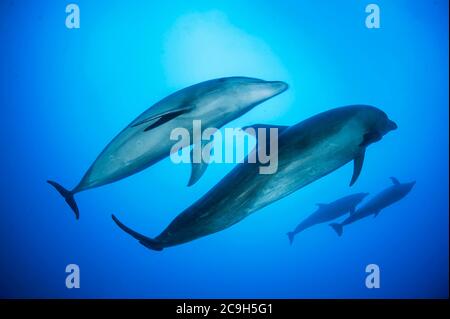 Grands dauphins (Tursiops truncatus), Col de Tiputa, Atoll Rangiroa, Polynésie française Banque D'Images