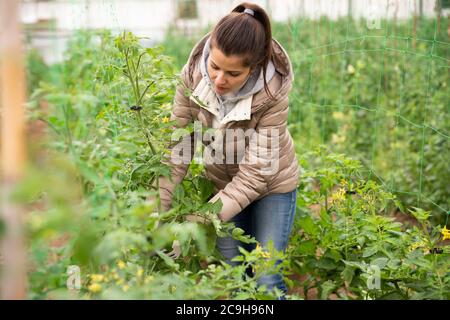 Femme propriétaire de serre engagé dans la culture de tomates biologiques, fixant des plants de tomates en croissance sur le support filet de treillis Banque D'Images