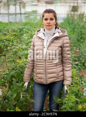 Femme propriétaire de serre engagé dans la culture de tomates biologiques, fixant des plants de tomates en croissance sur le support filet de treillis Banque D'Images