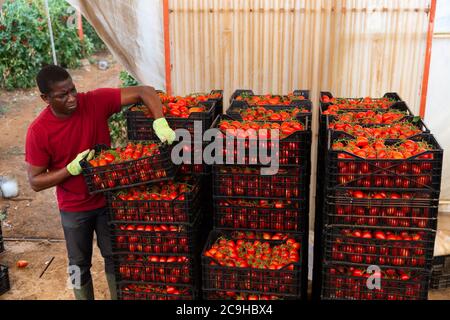 Un horticulteur afro-américain compétent qui organise des tomates rouges fraîchement récoltées dans des caisses dans un entrepôt de serre Banque D'Images