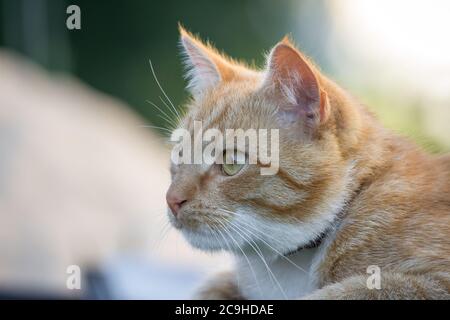 Portrait de tête d'un tabby rouge tom-Cat Banque D'Images