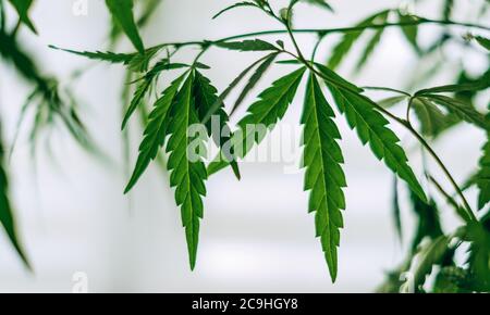 Feuilles de cannabis vert frais sur fond blanc, gros plan. Banque D'Images