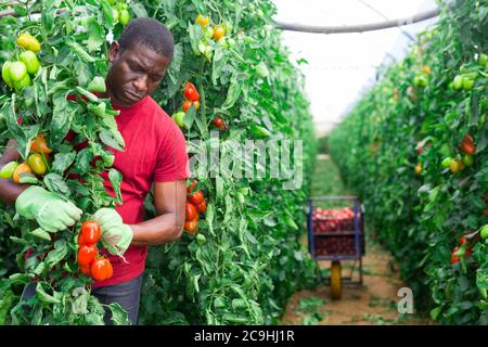 Un ouvrier aframérican expérimenté récolte de tomates biologiques cultivées en serre. Temps de récolte d'été Banque D'Images