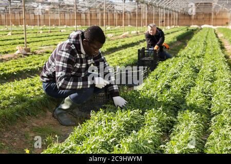 Habiles horticulteur afro-américain récolte des arugula mûres dans la ferme de la ferme Banque D'Images