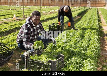 Habiles horticulteur afro-américain récolte des arugula mûres dans la ferme de la ferme Banque D'Images